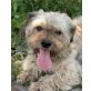 Pimpa, Lhasa Apso Mix , - Rüde