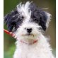 Pimpa, Puli-Foxterriermix Welpen - Hündin