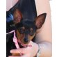 Pimy, Zwergpinscher - Hündin