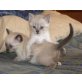 Pin & Pon, verspieltes Siam-Geschwisterpaar - Katze
