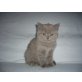 Pina, Britisch Kurzhaarkatze - Katze