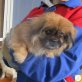 Pina, Pekinese (-Mischling?) - Hündin