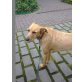 Pina, Podenco-Mix - Hündin
