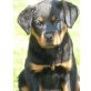 Pina, Rottweiler Welpen - Hündin