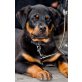Pina von der Schlossallee, Rottweiler Welpen - Hündin