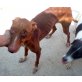 Pinar, Pharaonenhund - Hündin