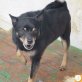 Pincho, Pinscher (-Mischling?) - Rüde