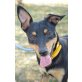 Pinci, Pinscher Mischling (kastriert), Pinscher Mischling - Rüde