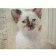 Ping, Pong, Pang, Siamesen - Katze