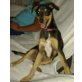 Pini, Pinscher - Hündin