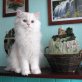 Pink Panther, Chinchilla-Perser - Kater