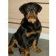 Pink,Pina,Pixy, Pascha u Primo, Rottweiler Welpen - Hündin