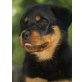 Pink, Rottweiler Welpen - Hündin