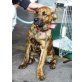 Pink, süsser Boxer Schäfer Mix, Junghund  Welpen - Hündin