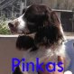 Pinkas, EnglischerSpringerSpaniel - Rüde