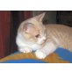 Pinky, Britisch Kurzhaarkatze - Kater