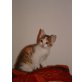 Pinky, Hauskatze,Europäisch Kurzhaar - Katze