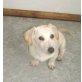 Pinky, Labrador-Dackel-Mix - Rüde