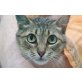 Pinky, sehr lieb - Katze