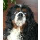Pino 3, Cavalier King Charles Rüde - Rüde