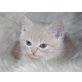 Pino, Britisch Kurzhaarkatze - Kater