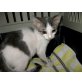 Pino, Europäische Kurzhaarkatze - Kater