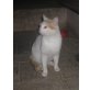 Pino, Hauskatzen - Kater