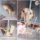 Pino, Mischling - Rüde