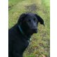 Pinot, Schäferhund-Labrador-Dt.Drahthaar - Rüde