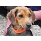 Pinscher-Beagle - Hündin