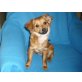 Pinscher - Chihuahua Welpen - Hündin