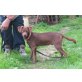 Pinscher, Der kleine Christos sucht besondere Menschen! - Rüde