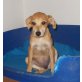 Pinscher + JRT Welpen - Hündin