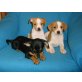 Pinscher - JRT Welpen - Rüde