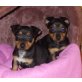 Pinscher + JRT Welpen - Rüde