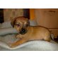 Pinscher-Jack Russel-Mix Welpen Welpen - Rüde