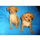 Pinscher Welpen - Rüde