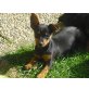 Pinscher & Yorkshire Terrier Welpen - Hündin