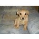 Pinscher - Zwergspitz Welpen - Hündin