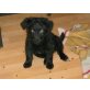 Pinscher - Zwergspitz Welpen - Rüde