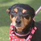 Pinscher - kastriert - Hündin