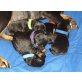 Pinschermix Parson Terrier Welpen - Rüde