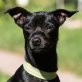 Pinschi Bobo, Zwergpinscher-Chihuahua-Mix - Rüde