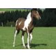 Pinto -Warmblut - Stute