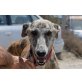 Pinto, sanfter Bub, Galgo Español - Rüde