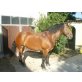 Piny, Noriker - Stute