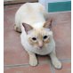 Piolin, Siam-Mix - Kater