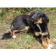 Pipa sucht zuhause oder Pflegestelle, Sennenhund-Mix - Hündin