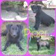 Piper, Labrador-Mix Welpen - Hündin