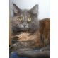 Piper, Maine Coon - Katze